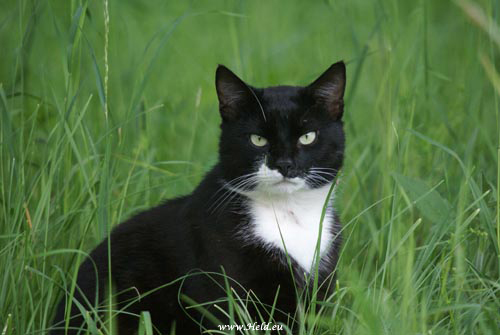 Großansicht Katze auf einer Wiese