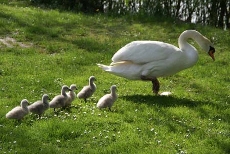 Jung Schwane auf dem weg zum Neckar