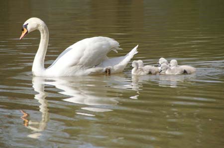 Schwane auf dem Neckar