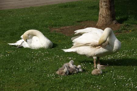 Schwanen Familie