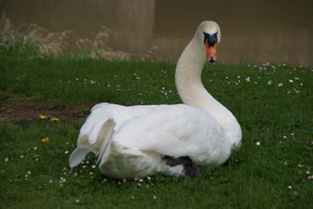 Schwanen Vater